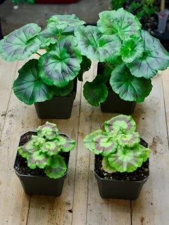 Organic Seed Starting Mix, 6 Quarts -Gardening Sales Store 37808 002E tif