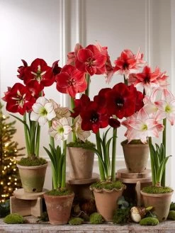 Premium Amaryllis Bulb