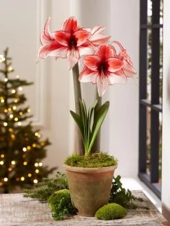 Premium Amaryllis Bulb -Gardening Sales Store 39 733 Charisma 2021 08 tif