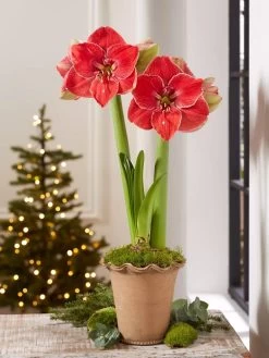 Premium Amaryllis Bulb -Gardening Sales Store 39 733 MagicalTouch 2021 10 tif