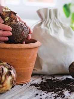 Premium Amaryllis Bulb -Gardening Sales Store 39 733 bagged 2020 05000 tif