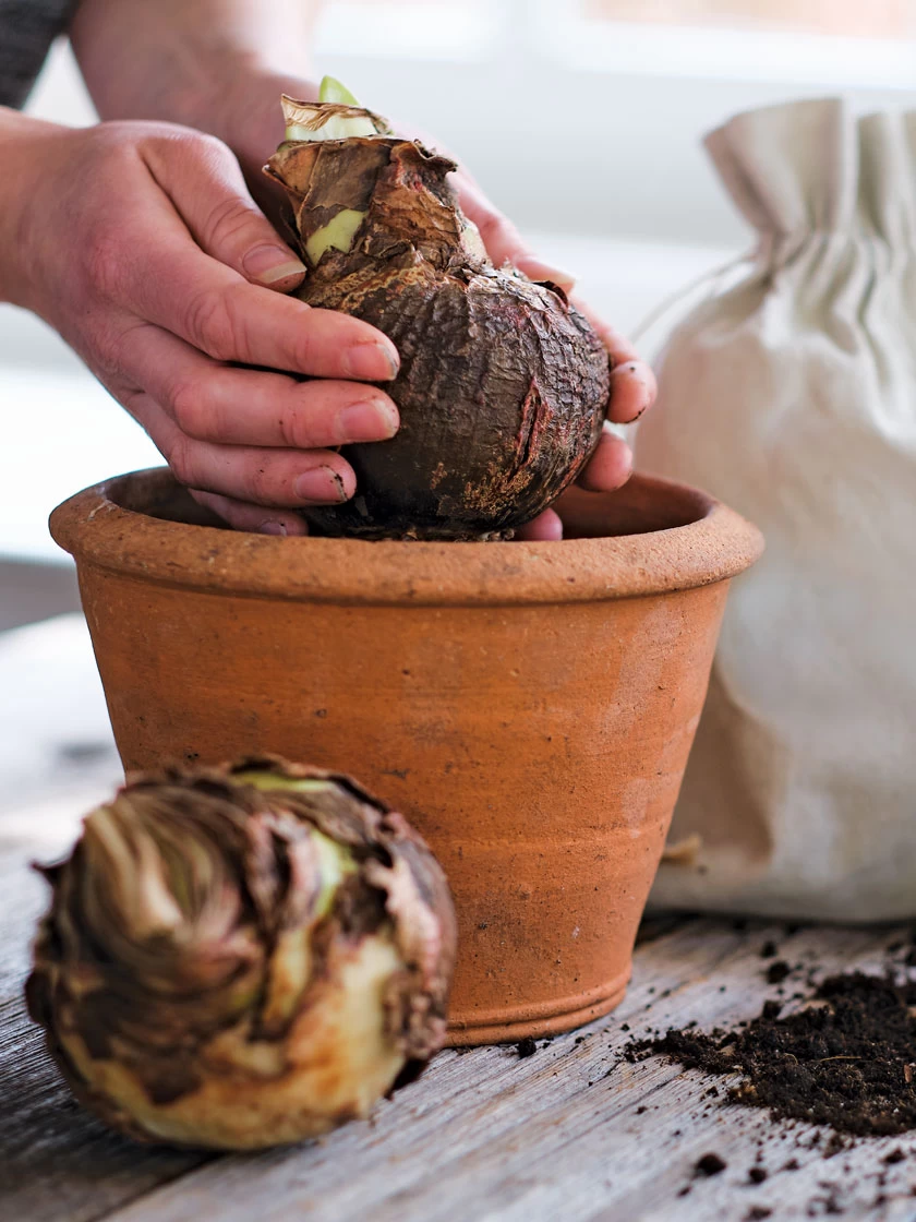 Amaryllis Planting Kit 8 Amaryllis Planting Kit - Image 8