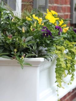 Fairfield Self-Watering Window Box, 4’ -Gardening Sales Store 39345 102V tif