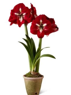 Premium Amaryllis Bulb -Gardening Sales Store 39733 2020 2002 silo tif