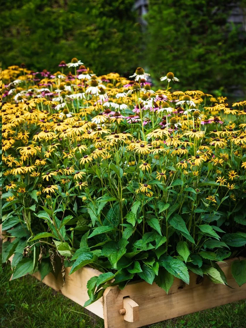 Farmstead Cedar Raised Garden Beds, 2' 7 Farmstead Cedar Raised Garden Beds, 2' - Image 7