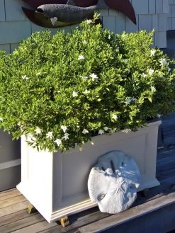 Fairfield Self-Watering Patio Planters, 20” X 36” -Gardening Sales Store 8588417 208V tif