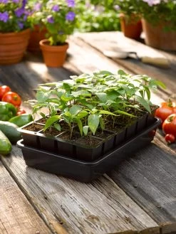 Growease Seed Starter Kit -Gardening Sales Store 8589987 1148 tif