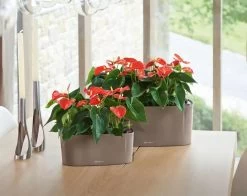 Lechuza® Delta Self-Watering Windowsill Planters -Gardening Sales Store 8590298 04V tif