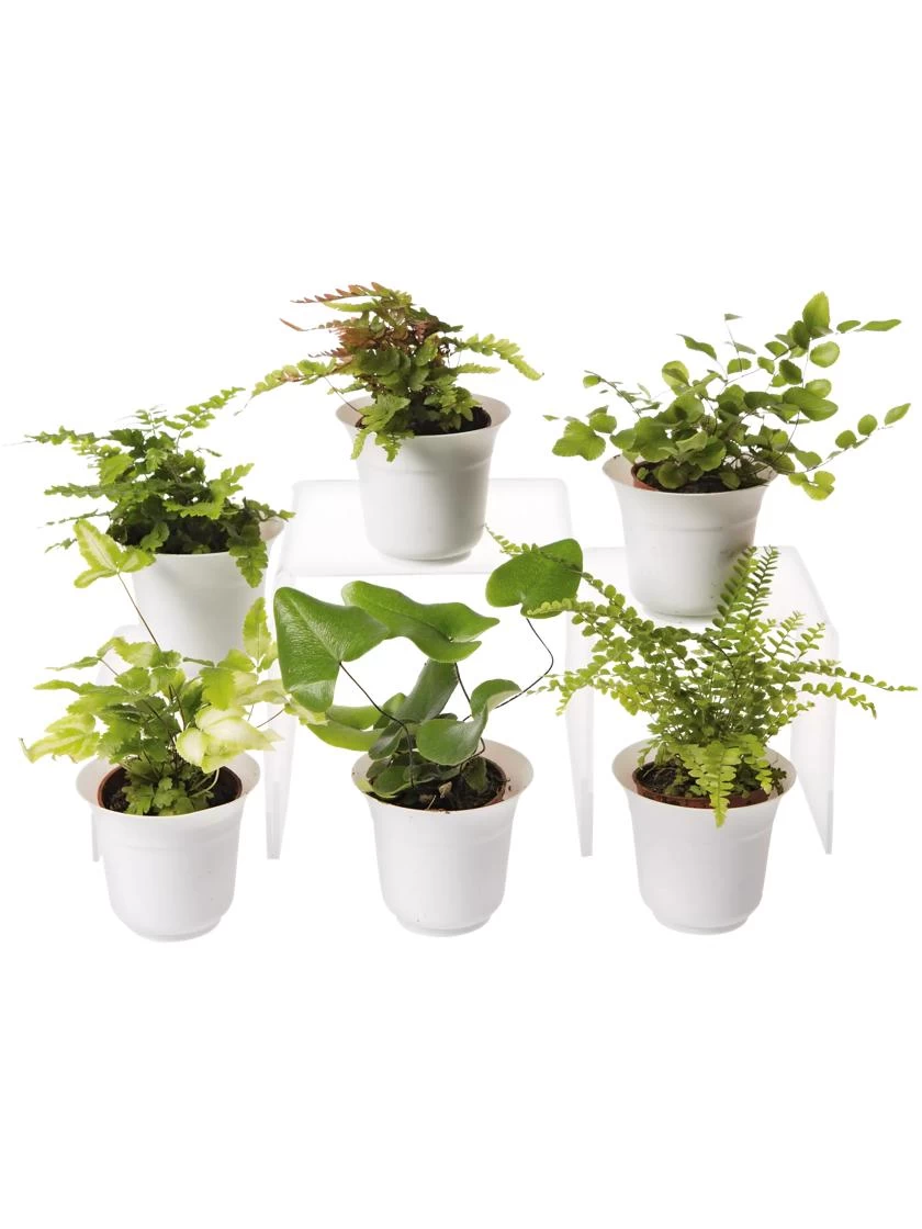Fern Terrarium Plant Collection, Set Of 6 1 Fern Terrarium Plant Collection, Set Of 6