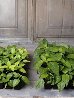 Organic Seed Starting Mix, 6 Quarts -Gardening Sales Store 8592212 002E tif