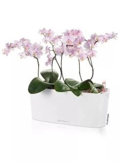Lechuza® Delta Self-Watering Windowsill Planters -Gardening Sales Store 8592361 02V tif