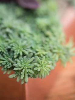 Tall Rectangular Copper Plant Tray, 18" X 5" X 4" -Gardening Sales Store 8593534 4601 tif