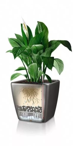 Lechuza® Quadro LS Premium Self-Watering Square Planters -Gardening Sales Store 8594096 05V tif