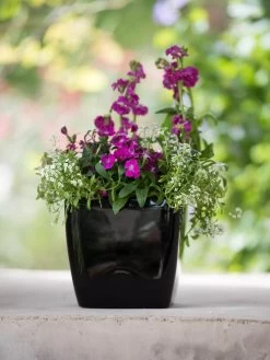 Viva Square Self-Watering Planter, 7" Diameter -Gardening Sales Store 8595223 1107 tif