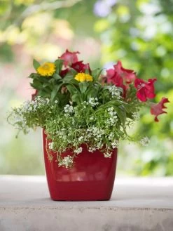 Viva Square Self-Watering Planter, 7" Diameter -Gardening Sales Store 8595223 1111 tif