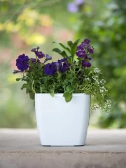 Viva Square Self-Watering Planter, 7" Diameter -Gardening Sales Store 8595223 1118 tif