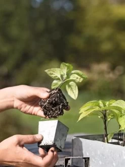 Galvanized Seed Starting Tray 7 Galvanized Seed Starting Tray -Gardening Sales Store 8595893 4378 tif
