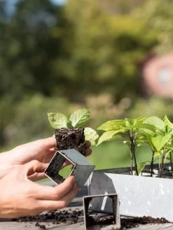 Galvanized Seed Starting Tray 6 Galvanized Seed Starting Tray -Gardening Sales Store 8595893 4382 tif