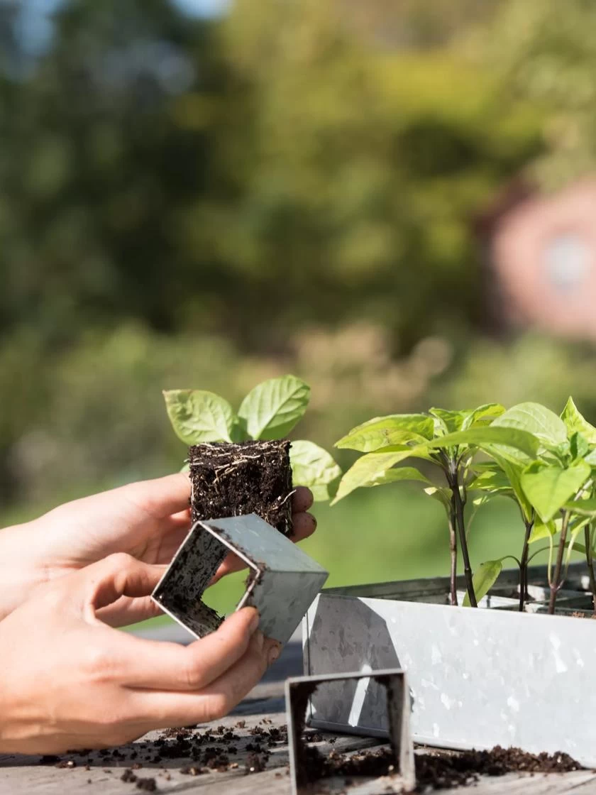 Galvanized Seed Starting Tray 3 Galvanized Seed Starting Tray - Image 3
