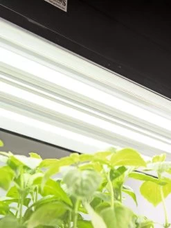 LED SunLite® High Intensity Fixture