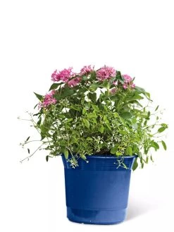Eezy Gro Self-Watering Planters -Gardening Sales Store 8596425 103 tif