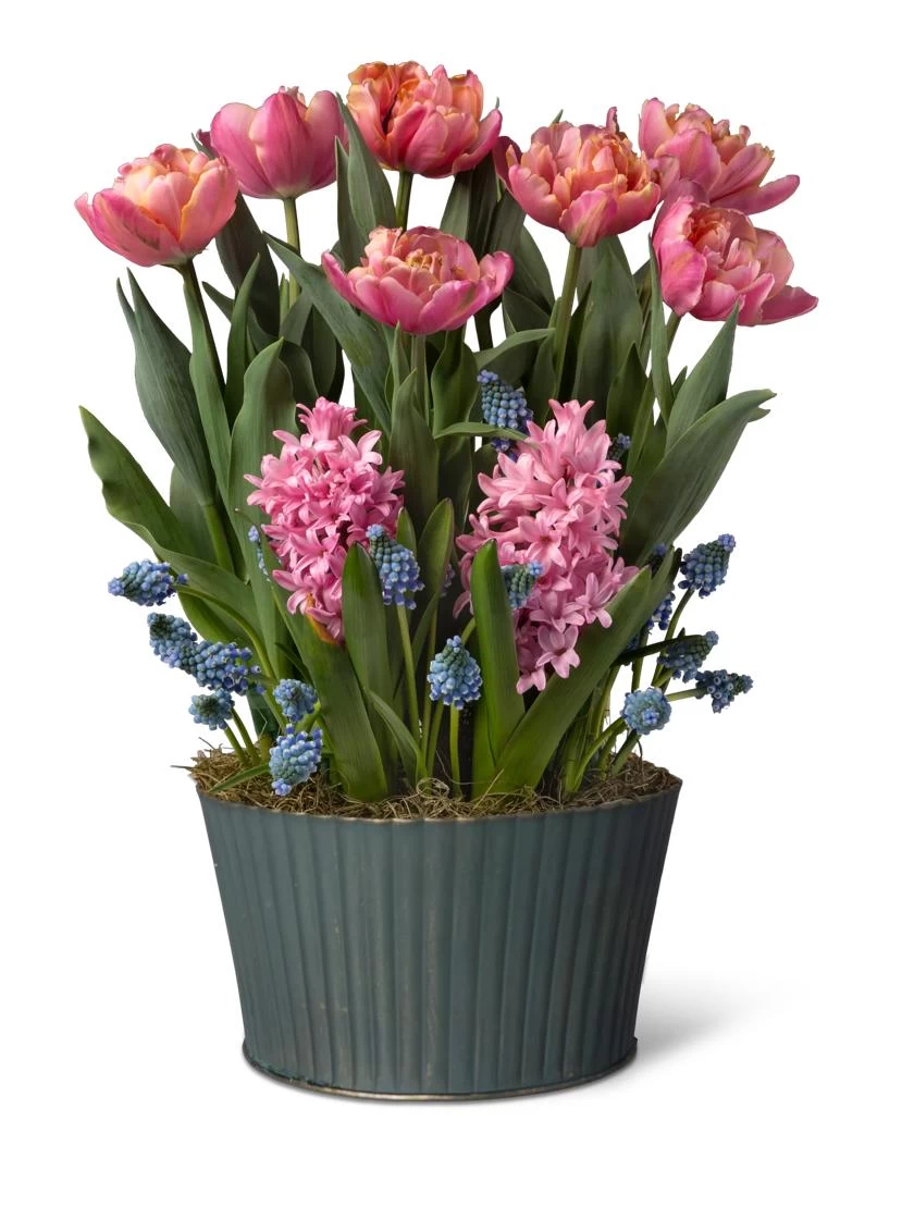 Mother's Day Bloom Bulb Garden 1 Mother's Day Bloom Bulb Garden