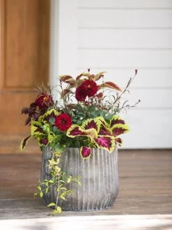 Galvanized Ribbed Planters 6 Galvanized Ribbed Planters -Gardening Sales Store 8597435 1693 tif