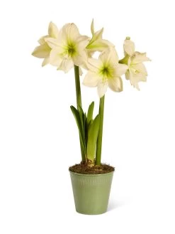 Star Potted Amaryllis -Gardening Sales Store 8597478 2022 lemonstar silo lemon star potted amaryllis