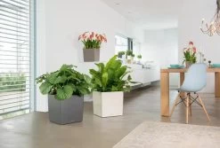 Lechuza® Cube Premium Planters -Gardening Sales Store 8597506 02V tif