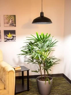 Barnyard Pendant LED Grow Light 5 Barnyard Pendant LED Grow Light -Gardening Sales Store 8598025 0256