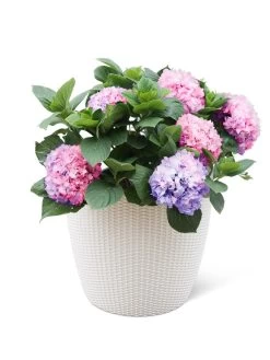 Weave Self-Watering Round Planter, 17" White -Gardening Sales Store 8598372 3002 tif