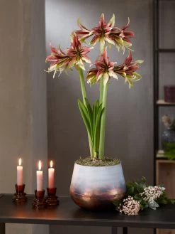 Cybister Potted Amaryllis -Gardening Sales Store 8598561 mystica 2021 14