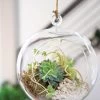 Floating Orb Terrarium Kit
