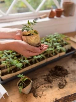 Paper Pots, 50 Cell -Gardening Sales Store 8599830 0507 tif