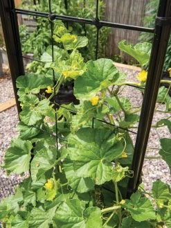 Gardener’s Victory Self-Watering Planter With Vine Trellis -Gardening Sales Store 8600176 6853