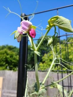 Gardener’s Victory Self-Watering Planter Garden With Vine Trellis 13 Gardener’s Victory Self-Watering Planter Garden With Vine Trellis -Gardening Sales Store 8600177 6588 tif 1