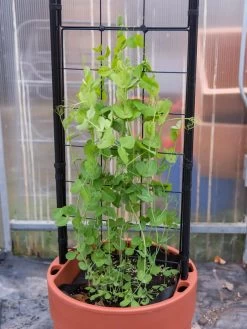 Gardener’s Victory Self-Watering Planter With Vine Trellis -Gardening Sales Store 8600178 5000 tif