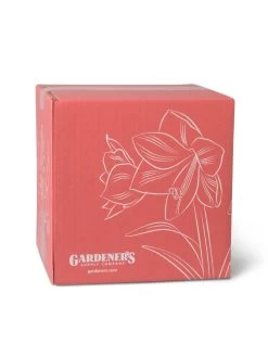 Amaryllis Planting Kit 12 Amaryllis Planting Kit -Gardening Sales Store 8608878 755