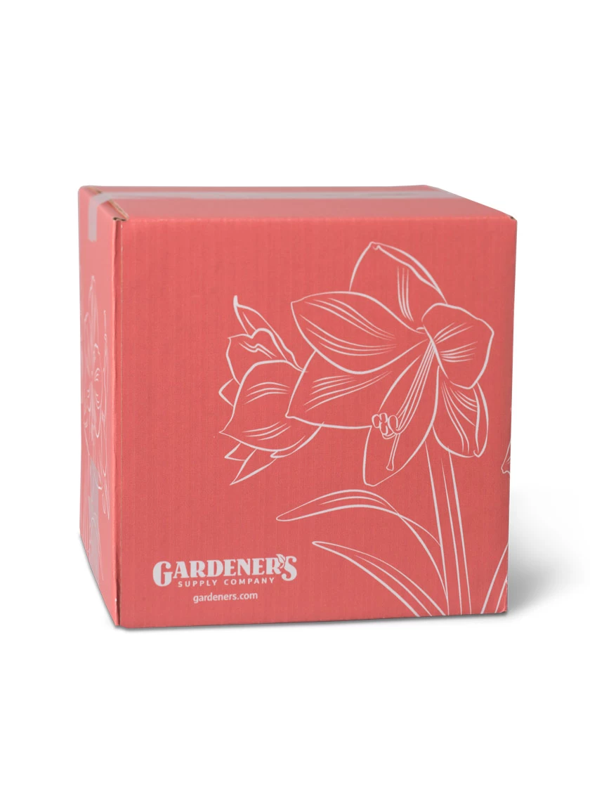 Amaryllis Planting Kit 5 Amaryllis Planting Kit - Image 5