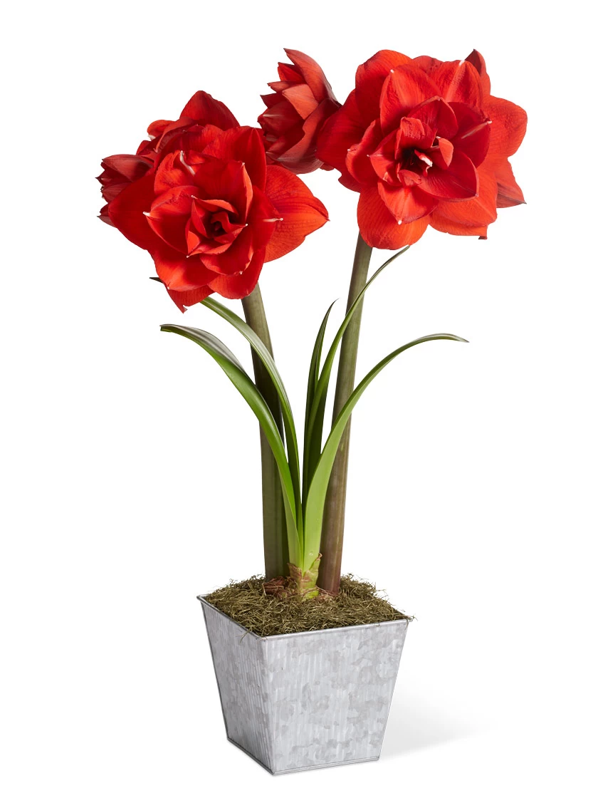 Amaryllis Planting Kit 7 Amaryllis Planting Kit - Image 7
