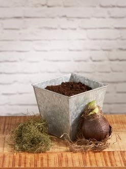 Amaryllis Planting Kit 13 Amaryllis Planting Kit -Gardening Sales Store 8608878 diykit 2021 02