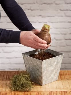 Amaryllis Planting Kit 10 Amaryllis Planting Kit -Gardening Sales Store 8608878 diykit 2021 03