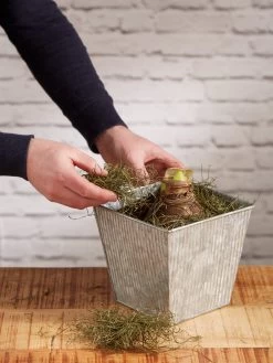 Amaryllis Planting Kit 11 Amaryllis Planting Kit -Gardening Sales Store 8608878 diykit 2021 04