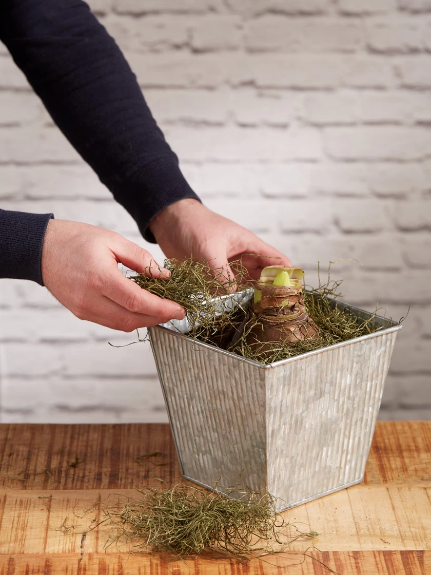 Amaryllis Planting Kit 4 Amaryllis Planting Kit - Image 4