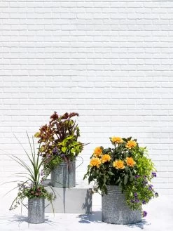Metal Bucket Planters -Gardening Sales Store 8609085 0852 tif