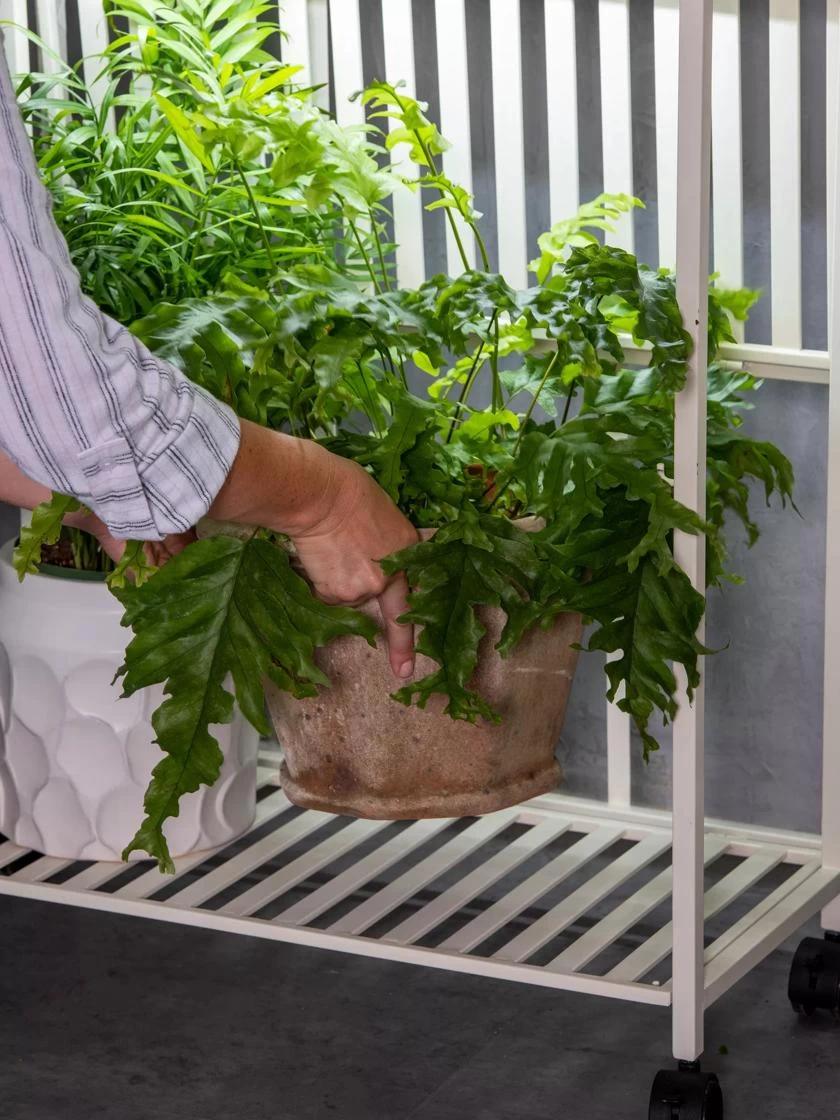 Oslo 2-Tier LED Grow Light Garden, 2 Fixtures 9 Oslo 2-Tier LED Grow Light Garden, 2 Fixtures - Image 9