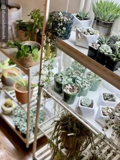 Oslo 2-Tier LED Grow Light Garden, 2 Fixtures 24 Oslo 2-Tier LED Grow Light Garden, 2 Fixtures -Gardening Sales Store 8609221 02IN tif