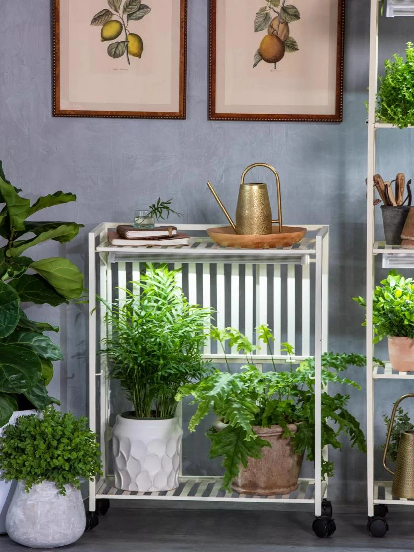 Oslo 2-Tier LED Grow Light Garden, 2 Fixtures 7 Oslo 2-Tier LED Grow Light Garden, 2 Fixtures - Image 7