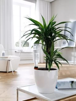 Hydro Wine Container Watering System, Set Of 4 -Gardening Sales Store 8609224 02V tif