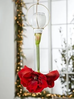 Waxed Amaryllis Brass Hangers, Set Of 3 -Gardening Sales Store 8609252 2020 6014